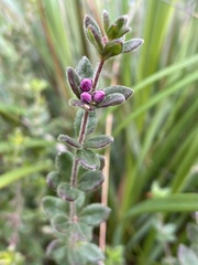 Tetratheca thymifolia