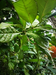 Coffea ambongensis