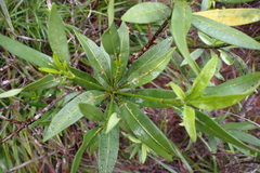 Rauvolfia semperflorens