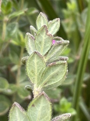 Tetratheca thymifolia