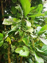 Coffea ambongensis