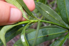 Rauvolfia semperflorens
