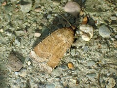 Abagrotis benjamini