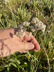 Antennaria anaphaloides