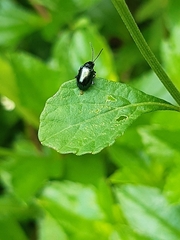 Chrysomelidae