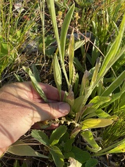 Antennaria anaphaloides