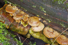 Deconica horizontalis