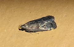 Dichomeris juncidella