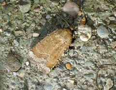 Abagrotis benjamini