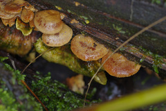 Deconica horizontalis