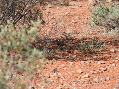 Cinclosoma marginatum