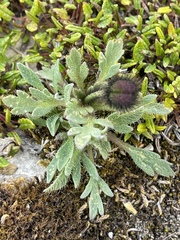 Papaver radicatum