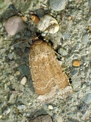Abagrotis benjamini