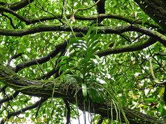 Cleisostoma paniculatum