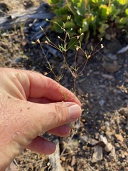 Leptosiphon septentrionalis