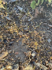 Leptosiphon septentrionalis