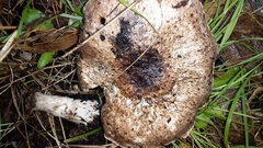 Agaricus austrovinaceus