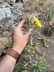 Oenothera elata hirsutissima