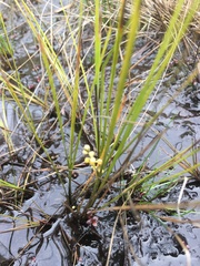 Lomandra brevis