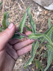 Oenothera elata hirsutissima