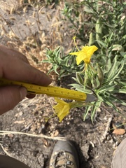 Oenothera elata hirsutissima