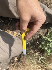 Oenothera elata hirsutissima