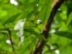 Aoaraneus pentagrammicus