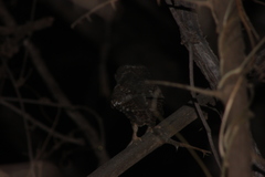 Micrathene whitneyi