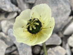 Papaver radicatum