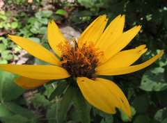 Verbesina pantoptera