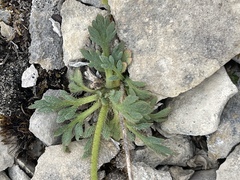 Papaver radicatum
