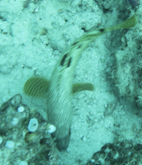 Epinephelus spilotoceps