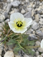 Papaver radicatum