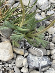 Papaver radicatum