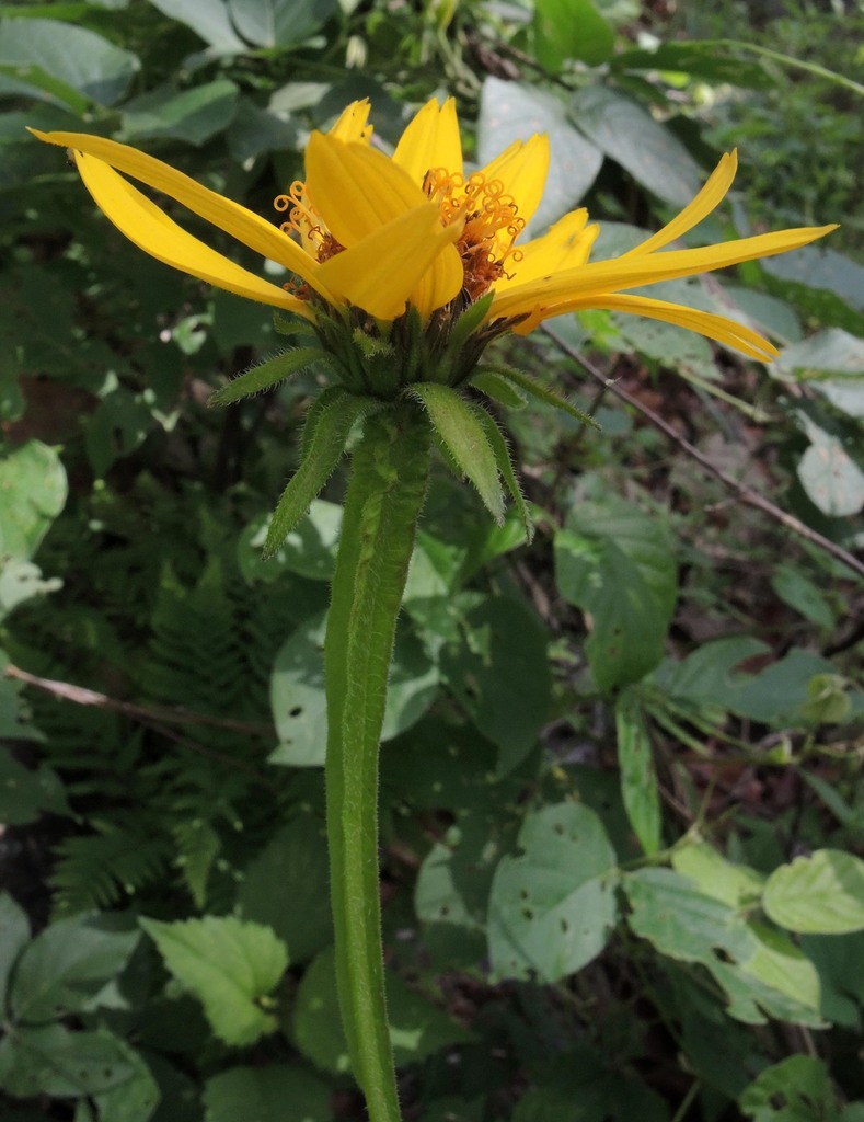 Verbesina pantoptera