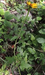 Verbesina pantoptera