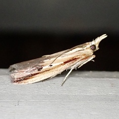 Ancylostomia stercorea