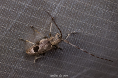Monochamus bimaculatus