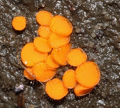 Cheilymenia coprinaria