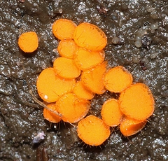 Cheilymenia coprinaria