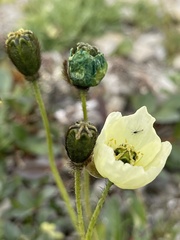 Papaver radicatum