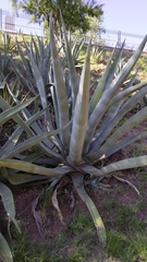 Agave mapisaga