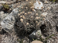 Antennaria rosea confinis