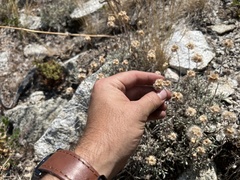 Antennaria rosea confinis