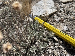 Antennaria rosea confinis
