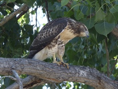 Buteo jamaicensis