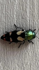 Buprestis gibbsii