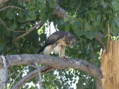 Buteo jamaicensis