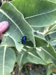 Chrysochus cobaltinus