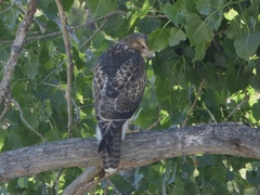 Buteo jamaicensis